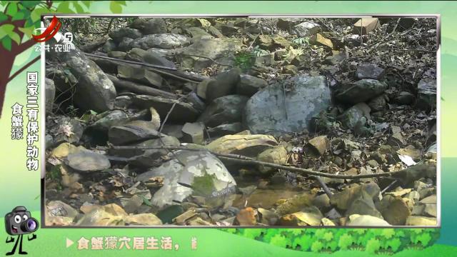 绿野秘踪20241202