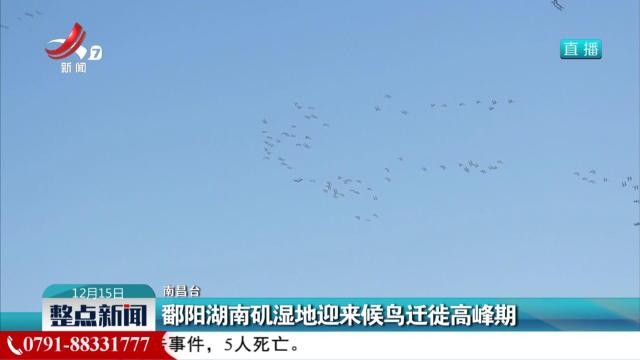 鄱阳湖南矶湿地迎来候鸟迁徙高峰期