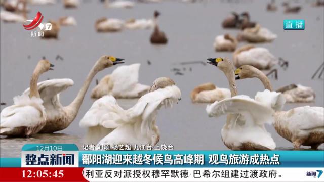 鄱阳湖迎来越冬候鸟高峰期 观鸟旅游成热点