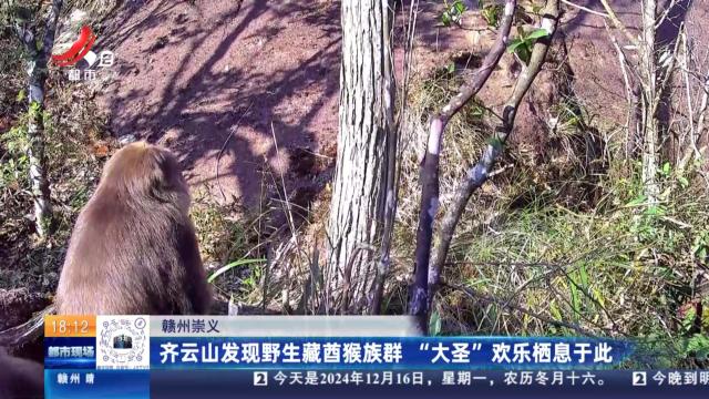 赣州崇义：齐云山发现野生藏酋猴族群 “大圣”欢乐栖息于此