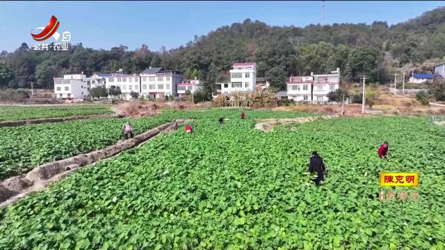 赣州崇义：加强田管 确保油菜安全越冬