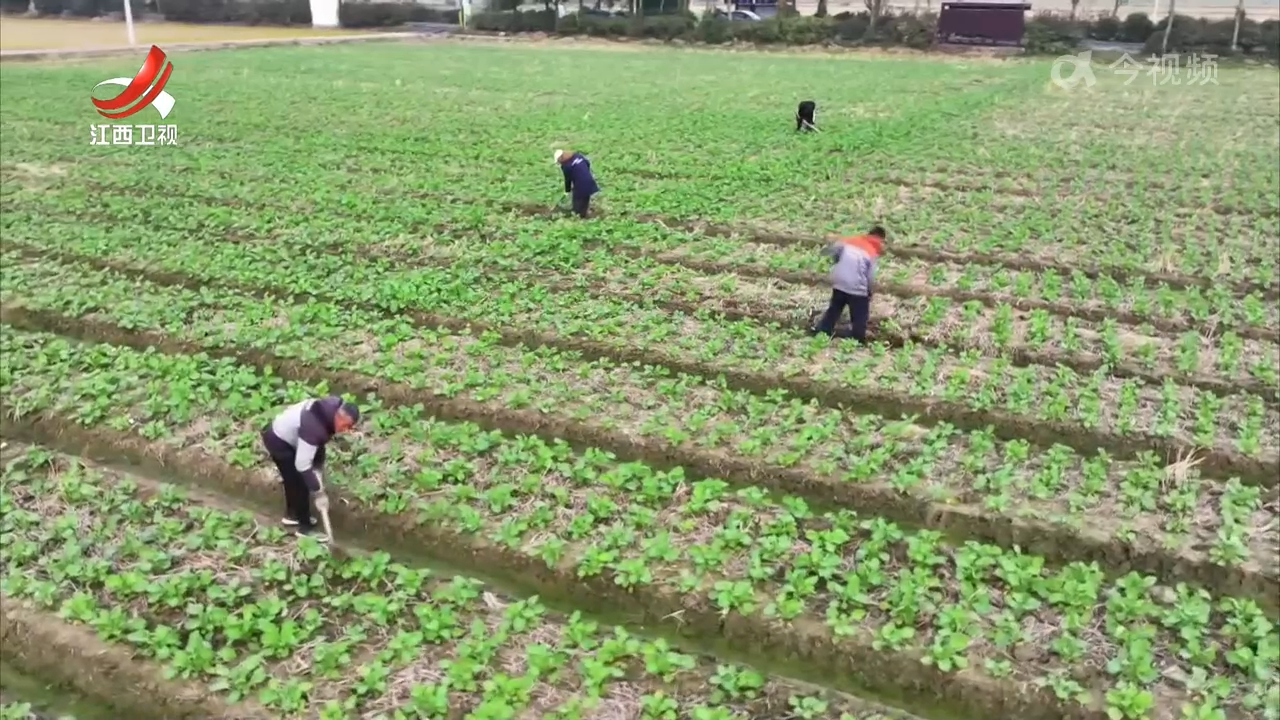 积极应对低温天气 提升作物御寒能力