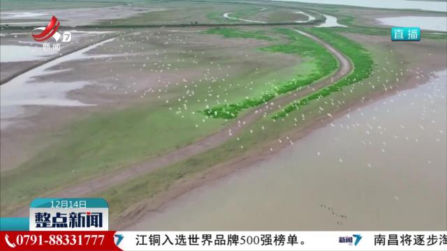 警民携手救助东方白鹳