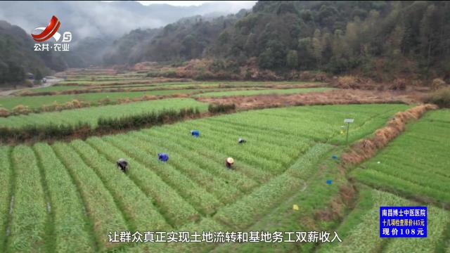 三农头条20241221