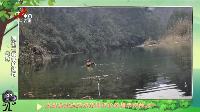 绿野秘踪20241230