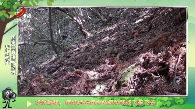 绿野秘踪20241214
