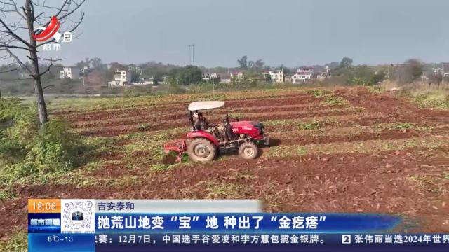 吉安泰和：抛荒山地变“宝”地 种出了“金疙瘩”