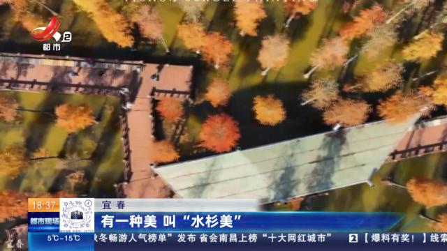 宜春：有一种美 叫“水杉美”