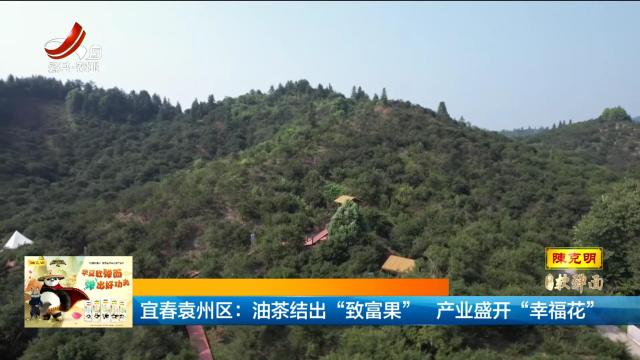 宜春袁州区：油茶结出“致富果” 产业盛开“幸福花”