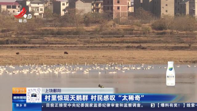 上饶鄱阳：村里惊现天鹅群 村民感叹“太稀奇”