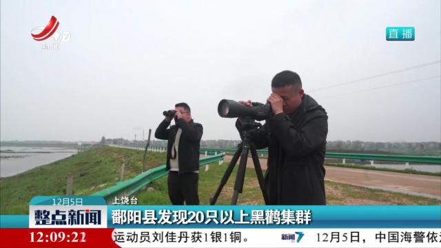 鄱阳县发现20只以上黑鹳集群