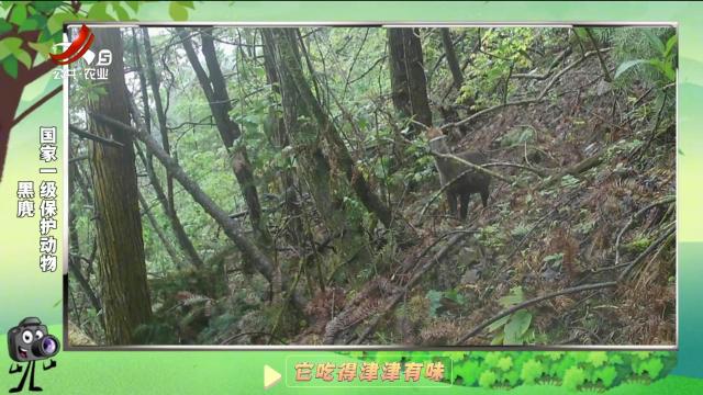 绿野秘踪20241210