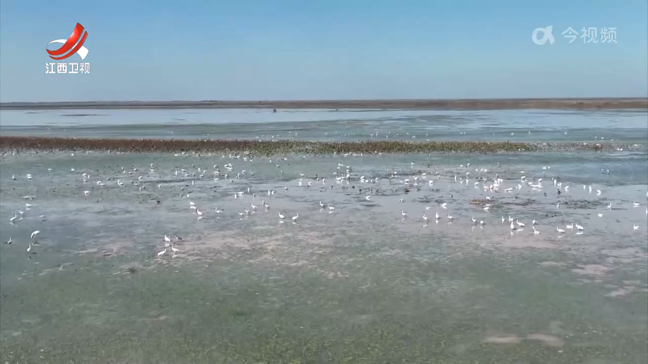 白鹤重要“口粮”刺苦草首次移栽鄱阳湖
