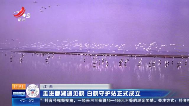 江西：走进鄱湖遇见鹤 白鹤守护站正式成立