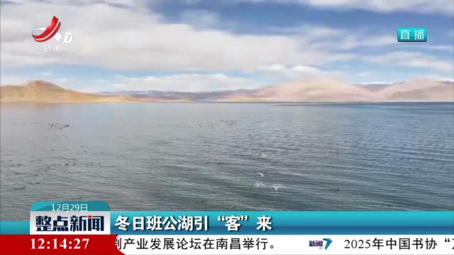 冬日班公湖引“客”来
