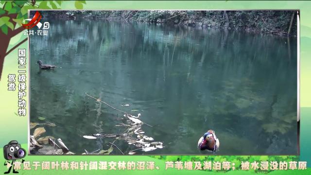 绿野秘踪20241203