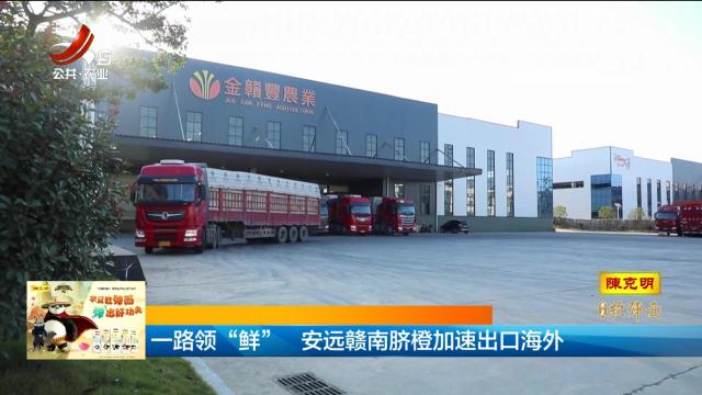 —路领“鲜” 安远赣南脐橙加速出口海外