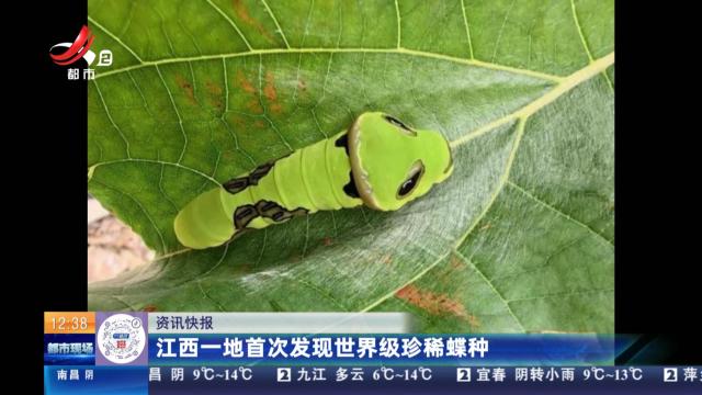 江西一地首次发现世界级珍稀蝶种