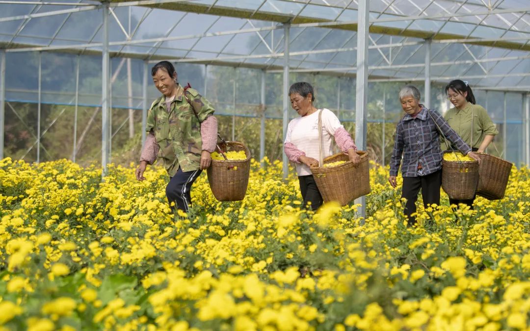 新余凤凰湾办事处：生态价值转化经济效益，林下经济点绿成金 