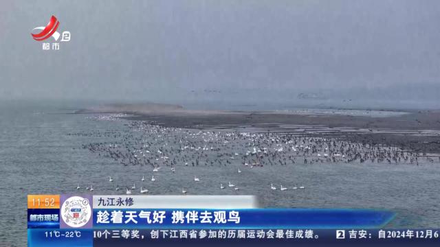 九江永修：趁着天气好 携伴去观鸟