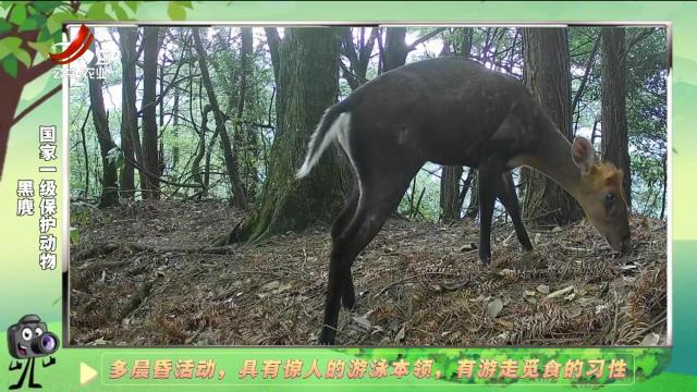 绿野秘踪20241211