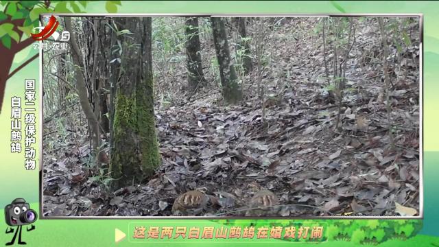 绿野秘踪20241208