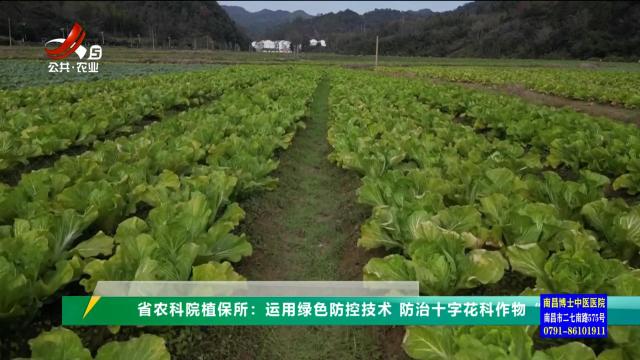 三农头条20241204