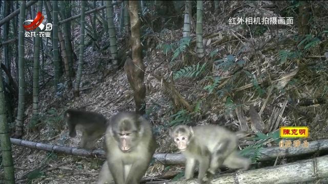 赣州崇义：齐云山发现野生藏酋猴族群