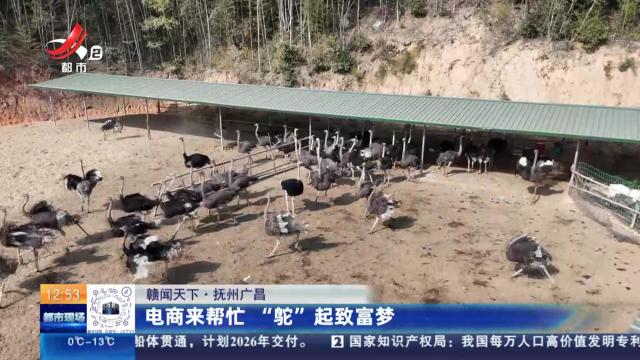 【赣闻天下】抚州广昌：电商来帮忙 “鸵”起致富梦