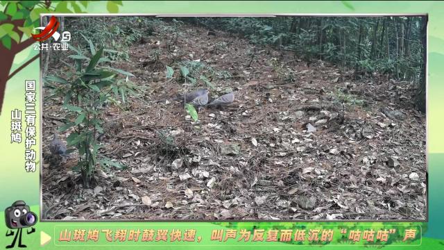 绿野秘踪20250126