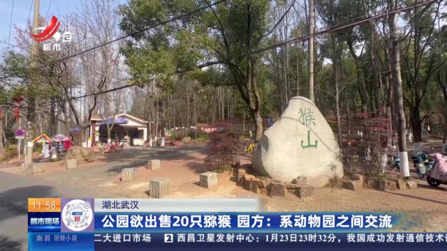 【湖北武汉】公园欲出售20只猕猴 园方：系动物园之间交流