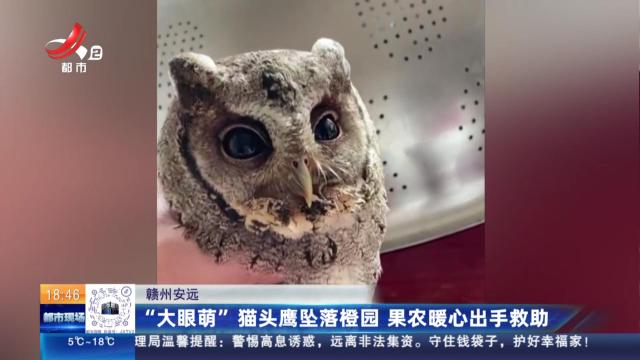 赣州安远：“大眼萌”猫头鹰坠落橙园 果农暖心出手救助