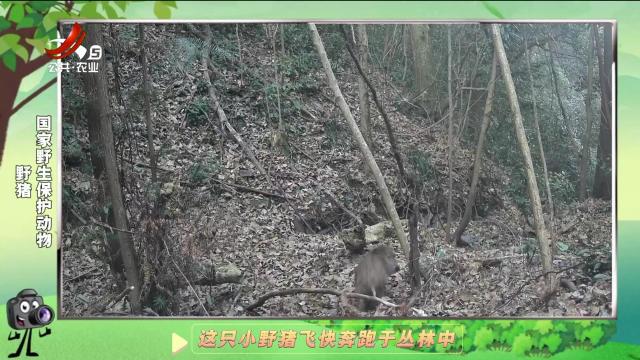 绿野秘踪20250130