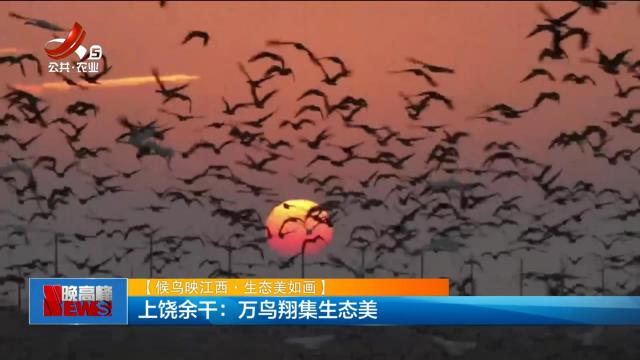【候鸟映江西·生态美如画】上饶余干：万鸟翔集生态美