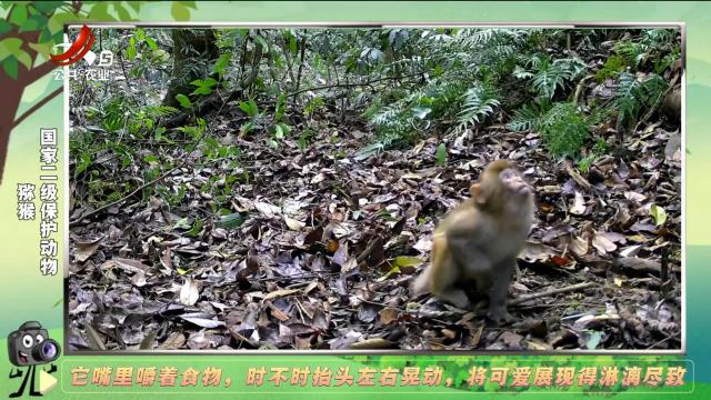 绿野秘踪20250104