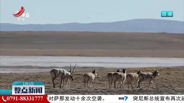 可可西里的“神奇动物”
