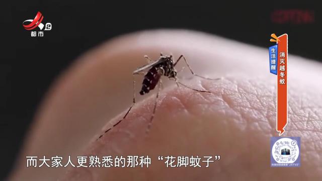生活提醒：消灭越冬蚊