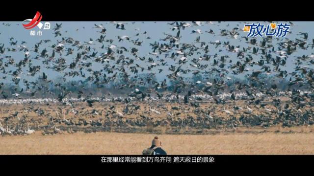 都市放心游·玩达人vlog：去鄱阳湖 赴一场白鹤之约