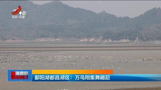 鄱阳湖都昌湖区：万鸟翔集舞翩跹