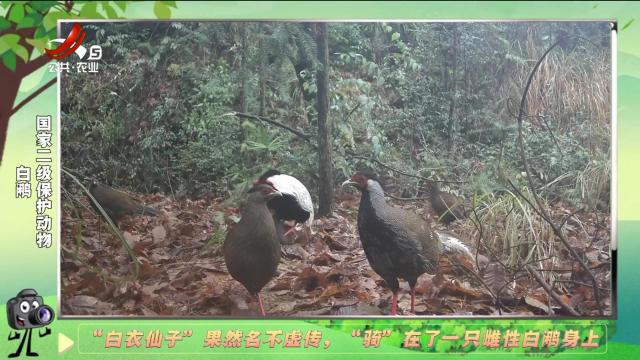 绿野秘踪20250111