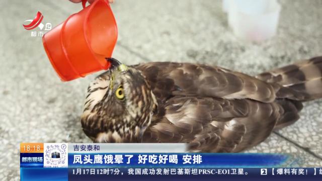 吉安泰和：凤头鹰饿晕了 好吃好喝 安排