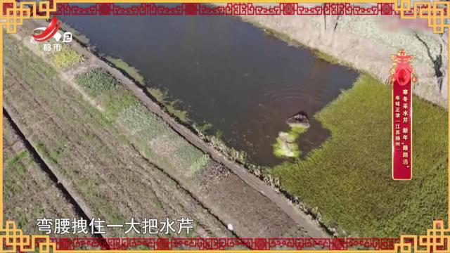 年味正浓（江苏扬州）——寒冬采水芹 新年“路路通”