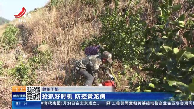 赣州于都：抢抓好时机 防控黄龙病