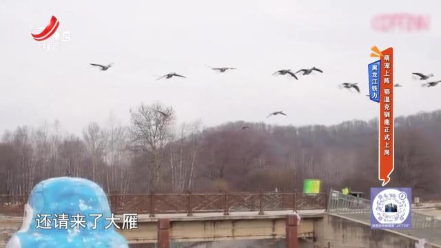 黑龙江铁力：萌宠上阵 鄂温克驯鹿正式上岗
