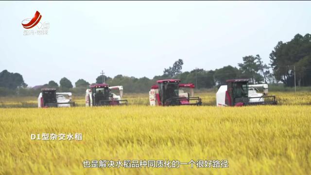 三农头条20250117