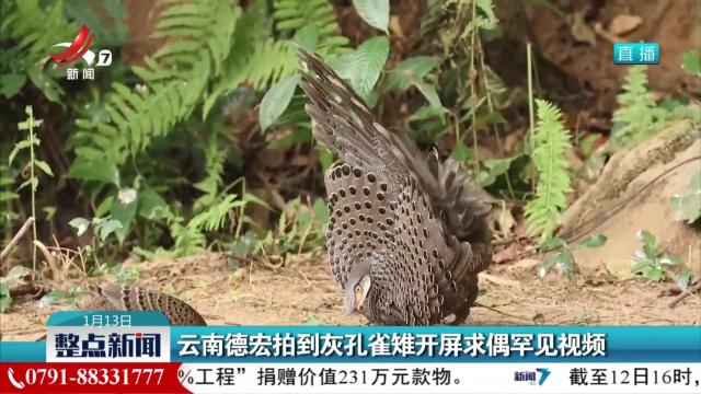 云南德宏拍到灰孔雀雉开屏求偶罕见视频