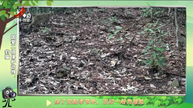 绿野秘踪20250107
