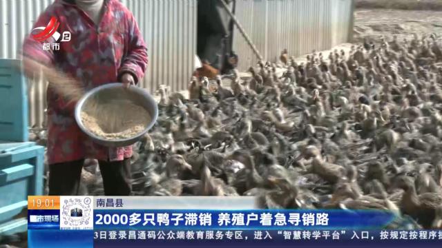 南昌县：2000多只鸭子滞销 养殖户着急寻销路
