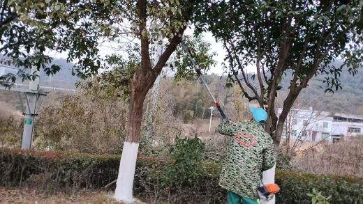 江西万载：年末绿化大修剪 扮靓城市迎新年