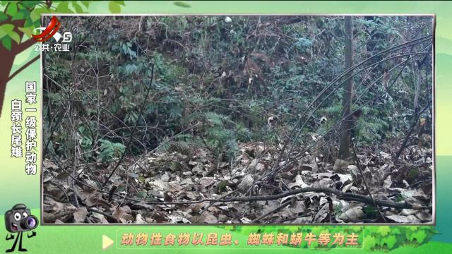 绿野秘踪20250109